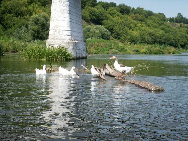 Верхний Дон, гуси у моста через р. Дон у г. Лебедянь, Липецкая область