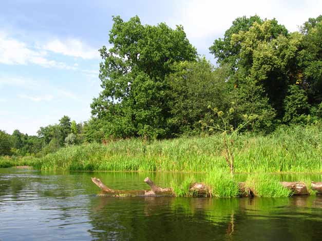 река Битюг - проделки бобров