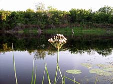 река Иловля фото 4 - Цветет Хлебница